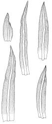 Anoectangium aestivum, stem leaves showing variation in shape. Drawn from W. Martin s.n., 17 Apr. 1950, CHR 566191 and from isotype of A. bellii, D. Petrie s.n., s.d., WELT M011036.
 Image: R.D. Seppelt © R.D.Seppelt All rights reserved